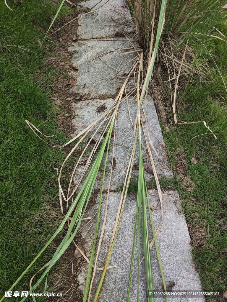 石板小径旁的杂草