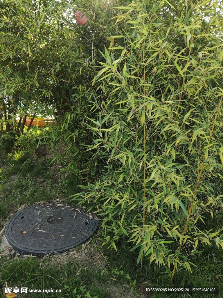 竹林中的圆形石板小径