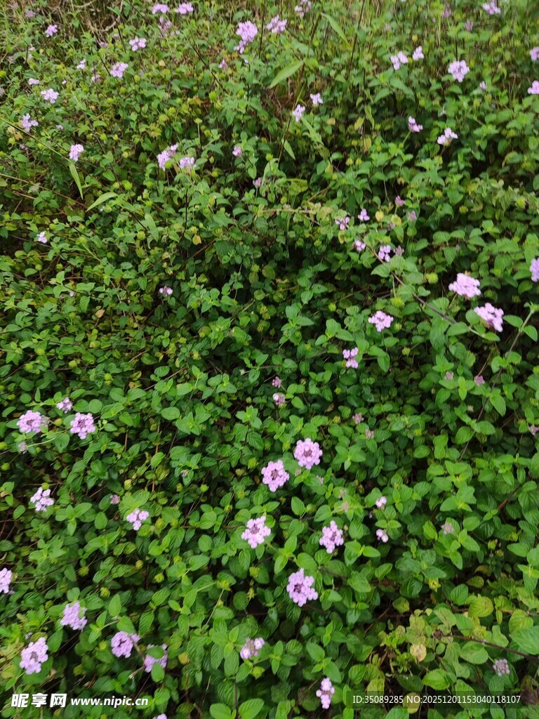 繁茂绿植中的紫色小花