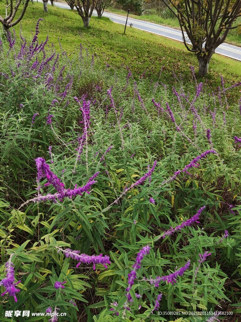 紫色花丛装点的绿意景致
