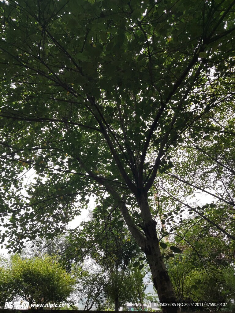 繁茂大树下的绿意景致