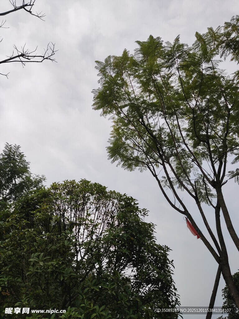 天空下的葱郁树木