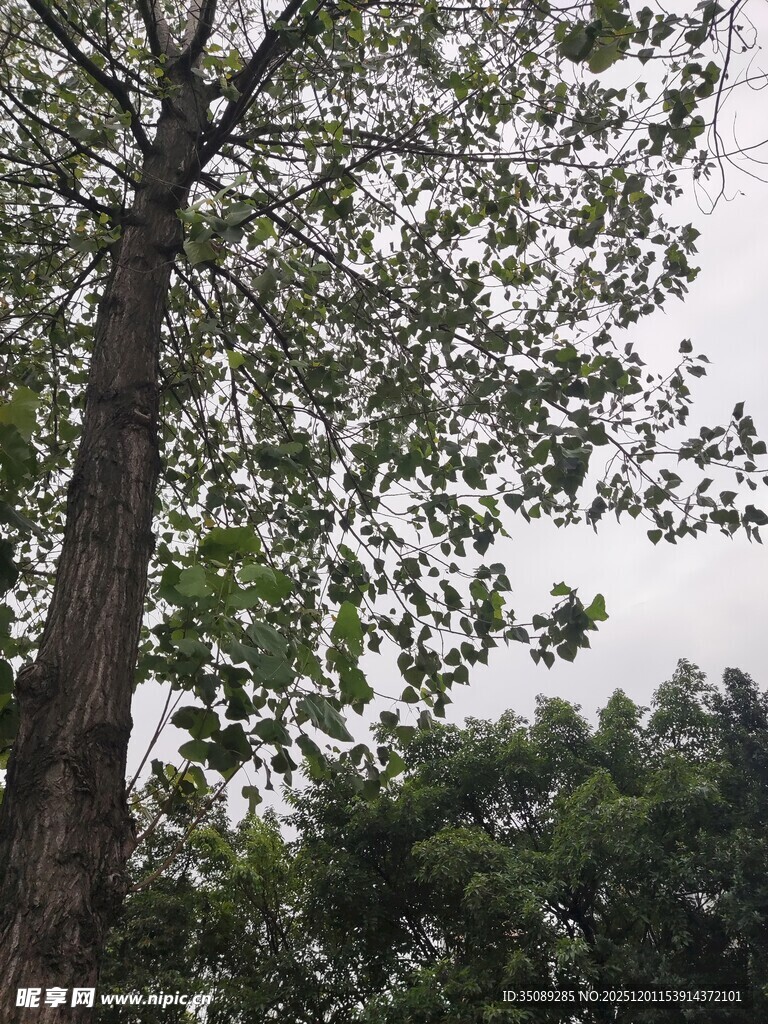 高大树木与繁茂枝叶