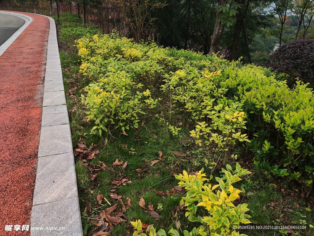 路边多彩绿植景观