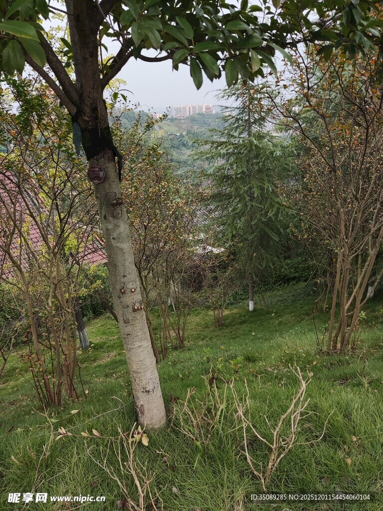 山间绿树草地自然景致