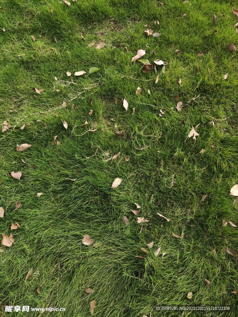 草地上散落的枯叶
