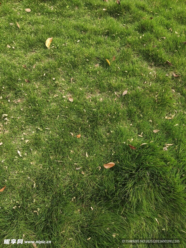 翠绿草地生机盎然景象