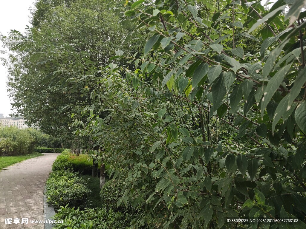 林间小道旁的葱郁绿植