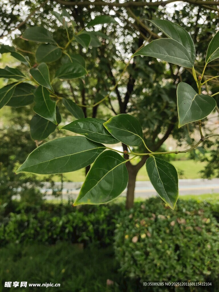 绿叶繁茂的树木景观