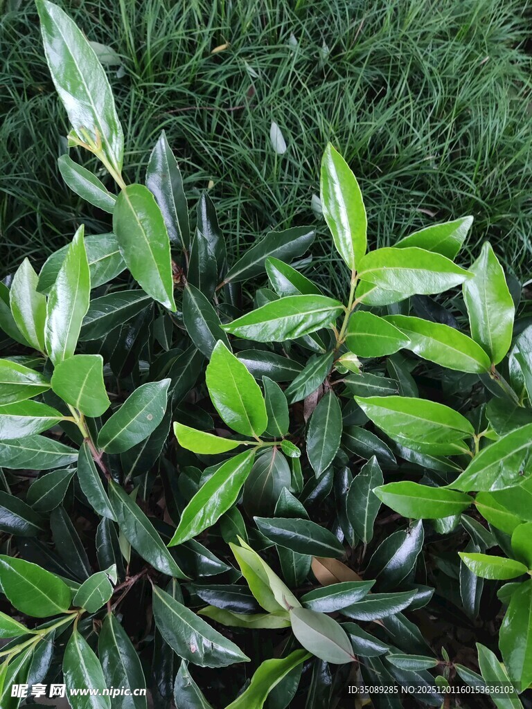 翠绿植物叶片特写