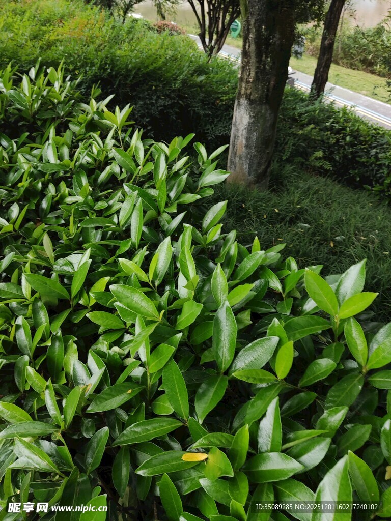 翠绿灌木丛中的生机景象