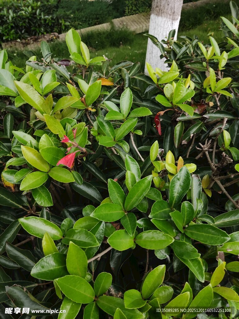 翠绿枝叶间的娇艳红花