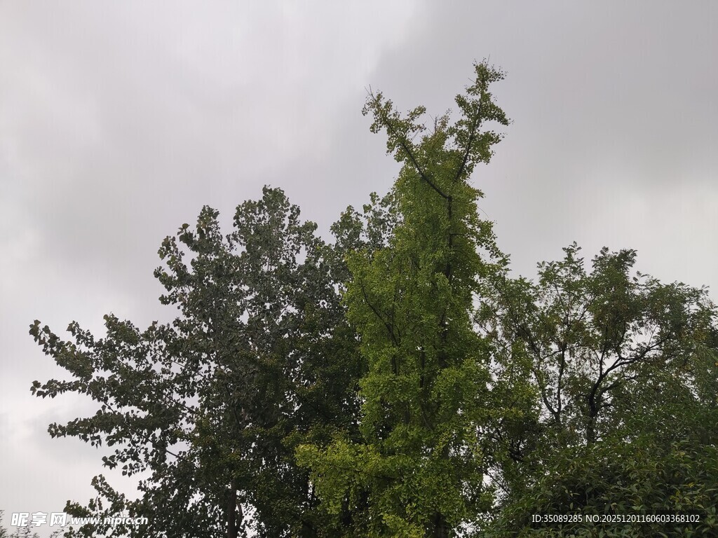 阴天中的葱郁树木