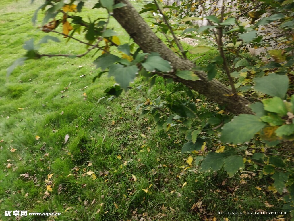 绿叶间的黄色小花