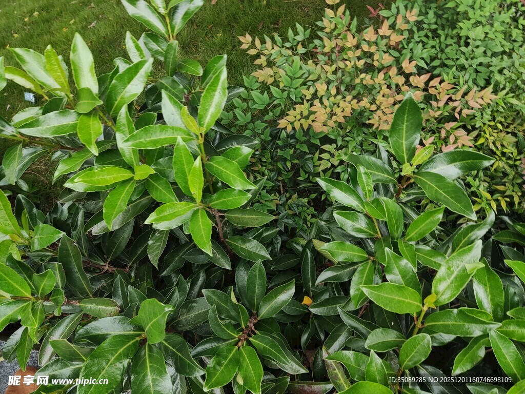 翠绿繁茂的灌木植物