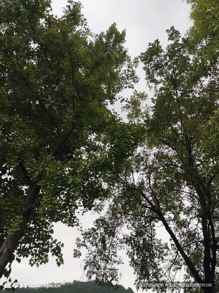 茂密树林中的枝叶景观