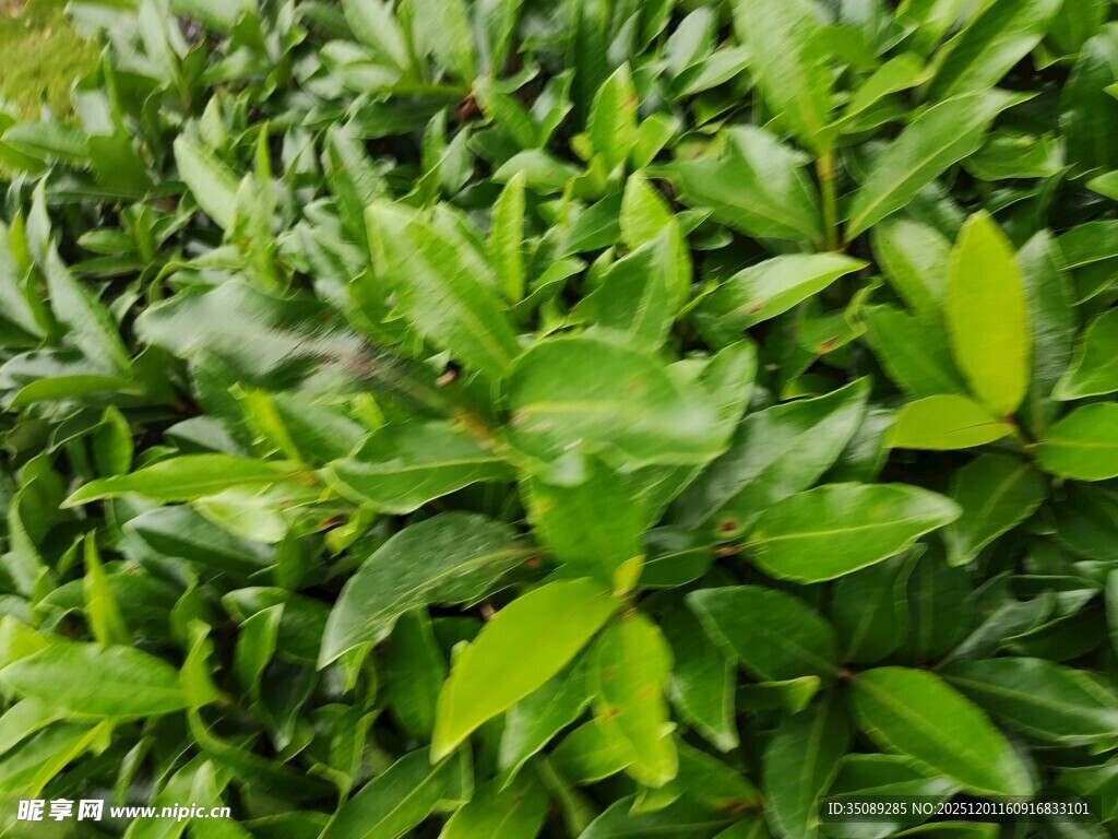 翠绿繁茂的绿植景观