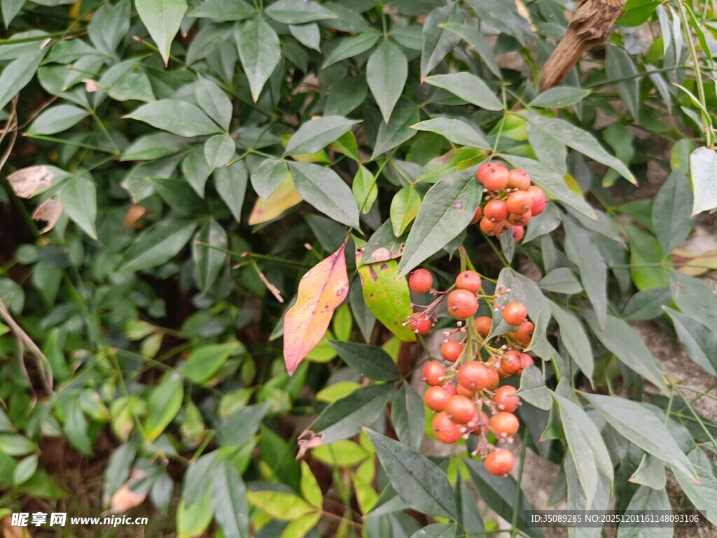 枝头红果绿叶相映成趣