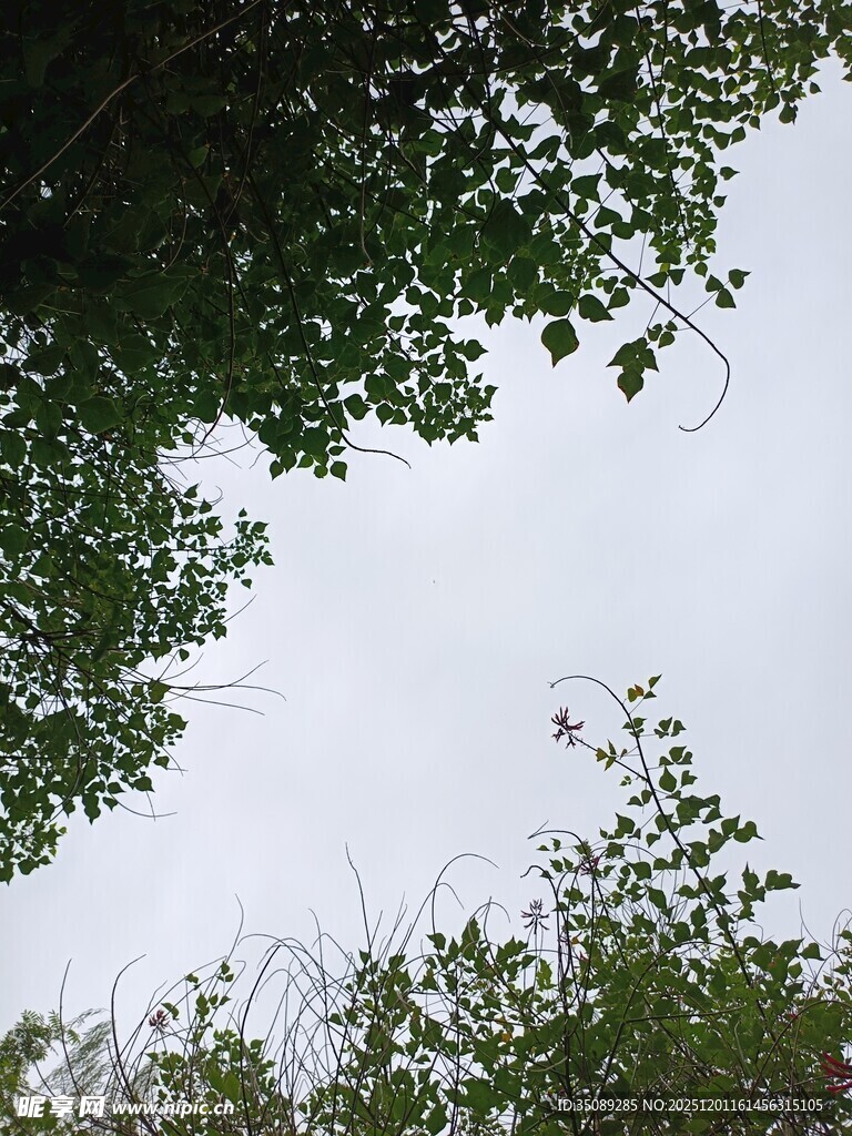 仰视绿植与天空的景致