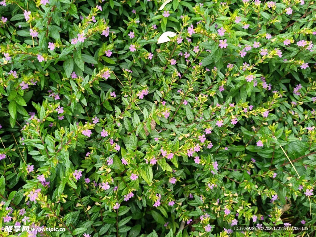 繁茂绿植与绽放小花