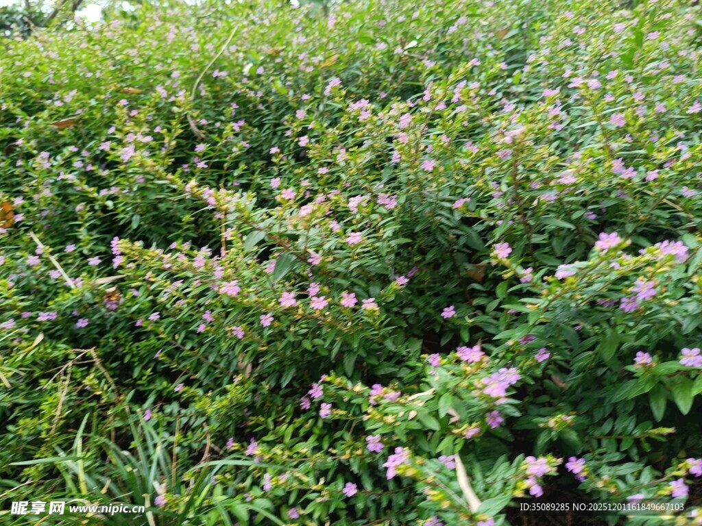 繁茂花丛中的紫色小花