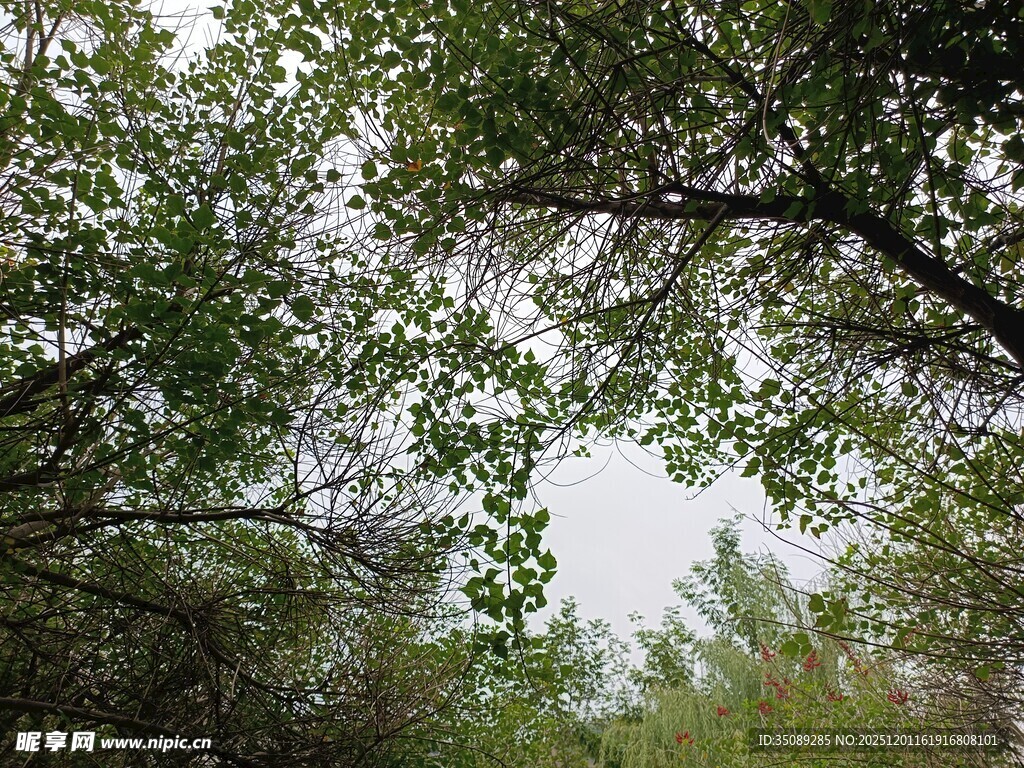林间绿意盎然的繁茂树冠