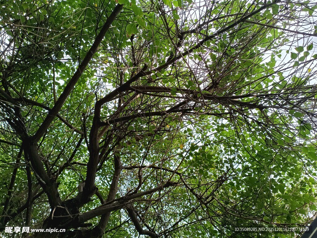 繁茂树枝下的绿意景象
