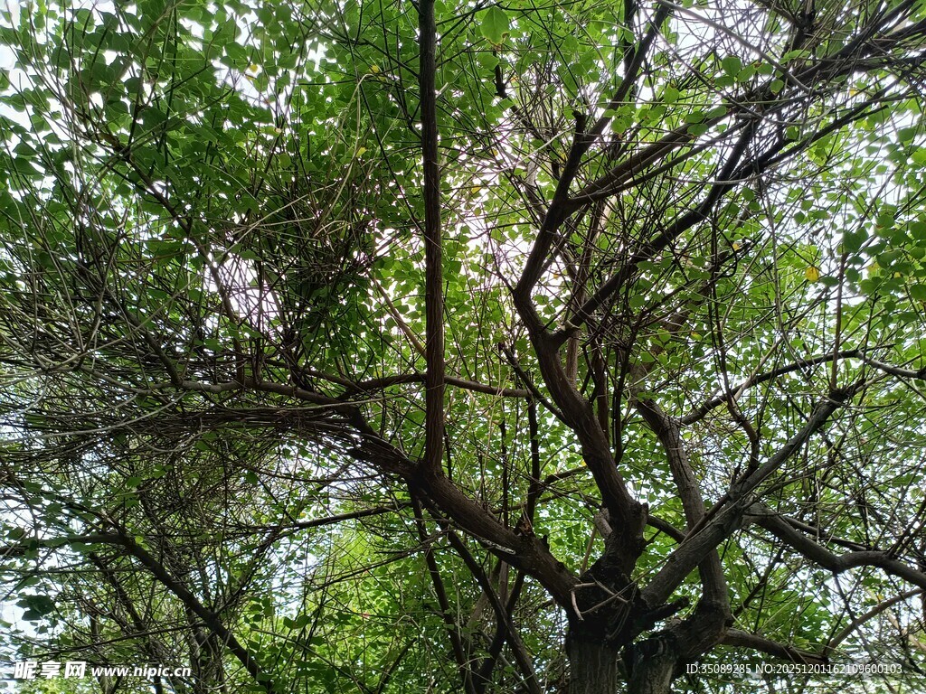 繁茂枝叶间的斑驳光影