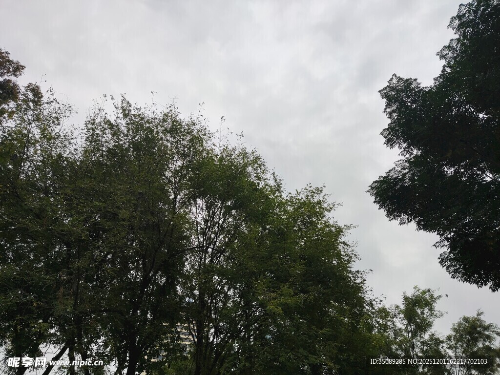 阴天中的茂密树林