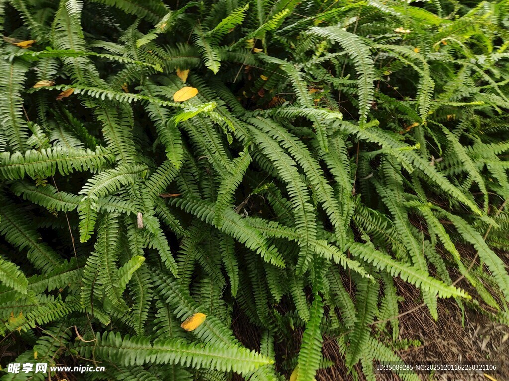 翠绿叶片上的晶莹水珠