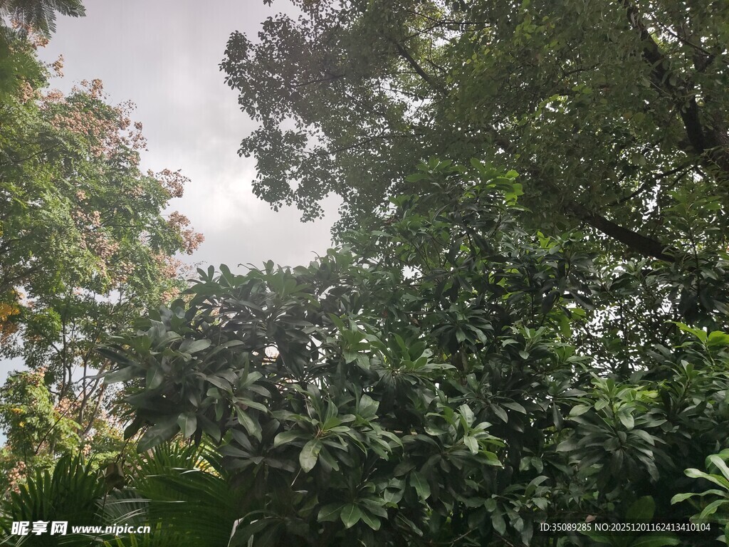 繁茂绿树自然清新景致