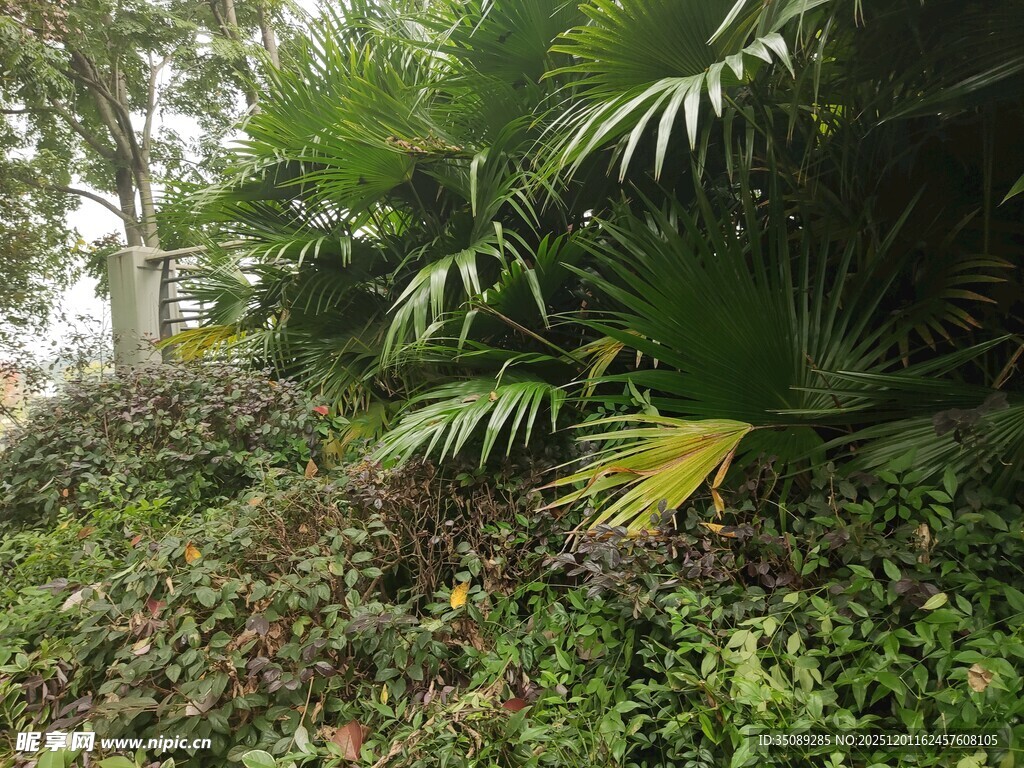 山林间繁茂的热带植物