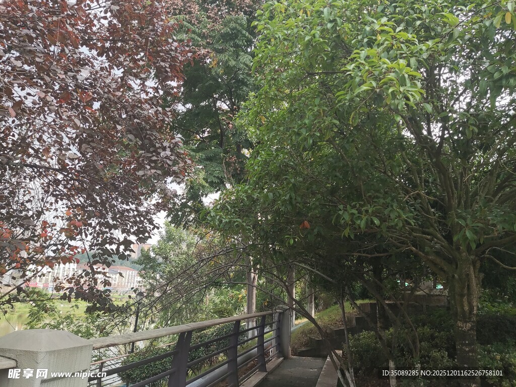 林间小道绿意盎然的景致