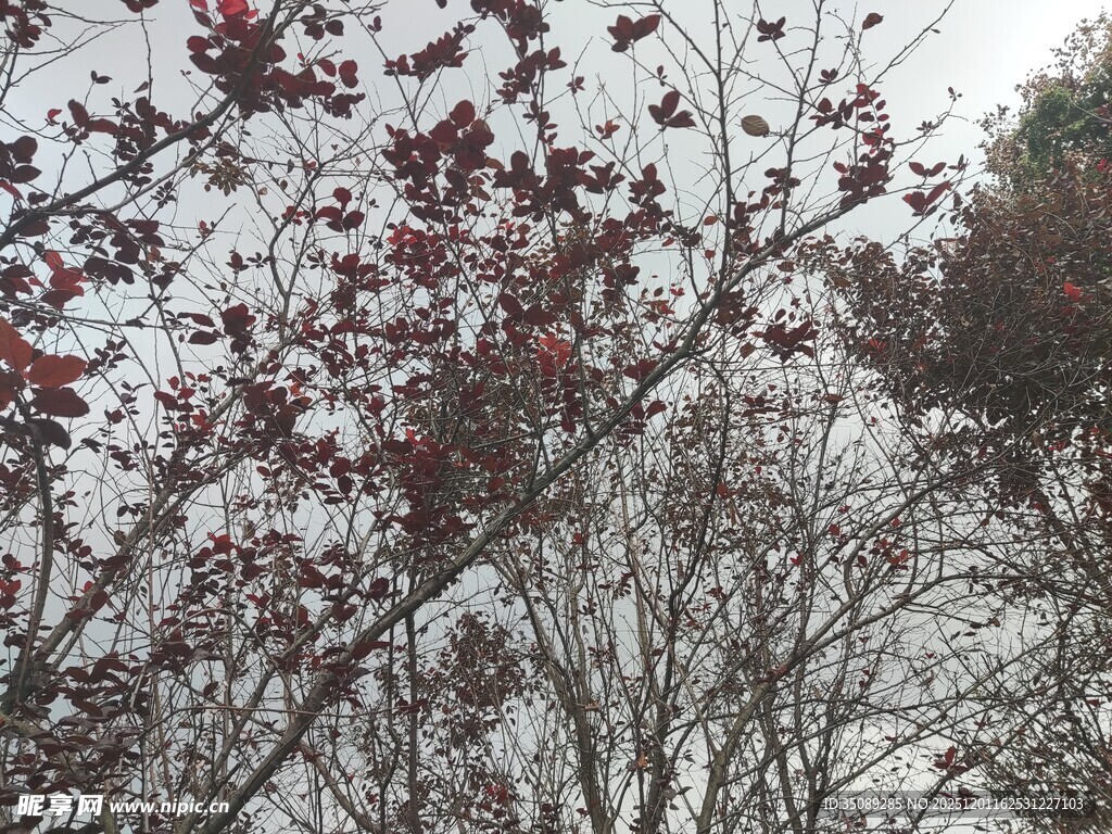 雪中红叶树枝景观