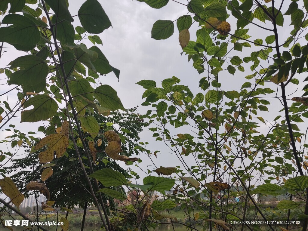 绿叶繁茂的自然景象