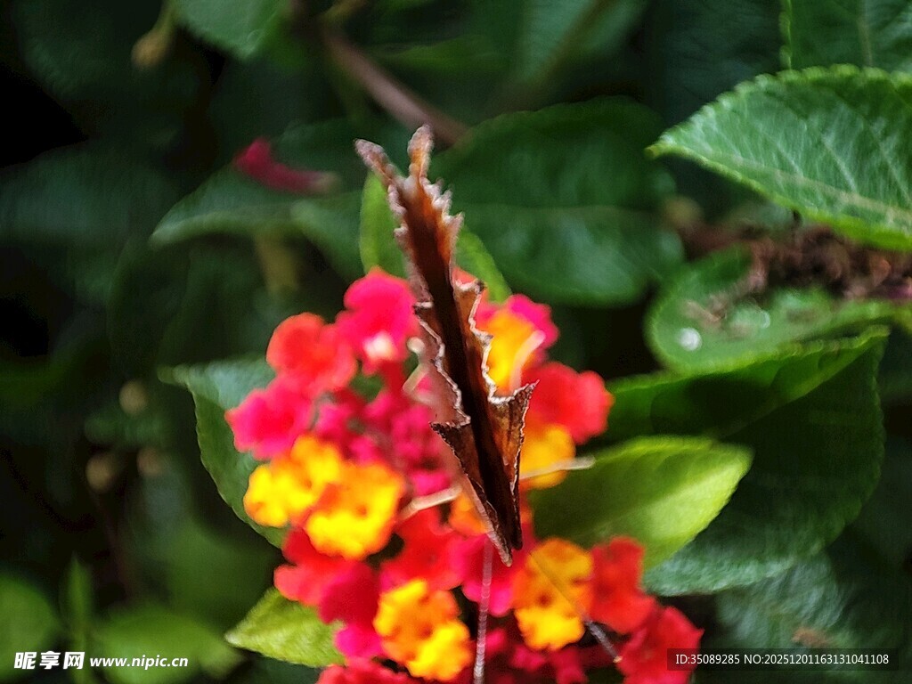 鲜艳多彩的花卉特写