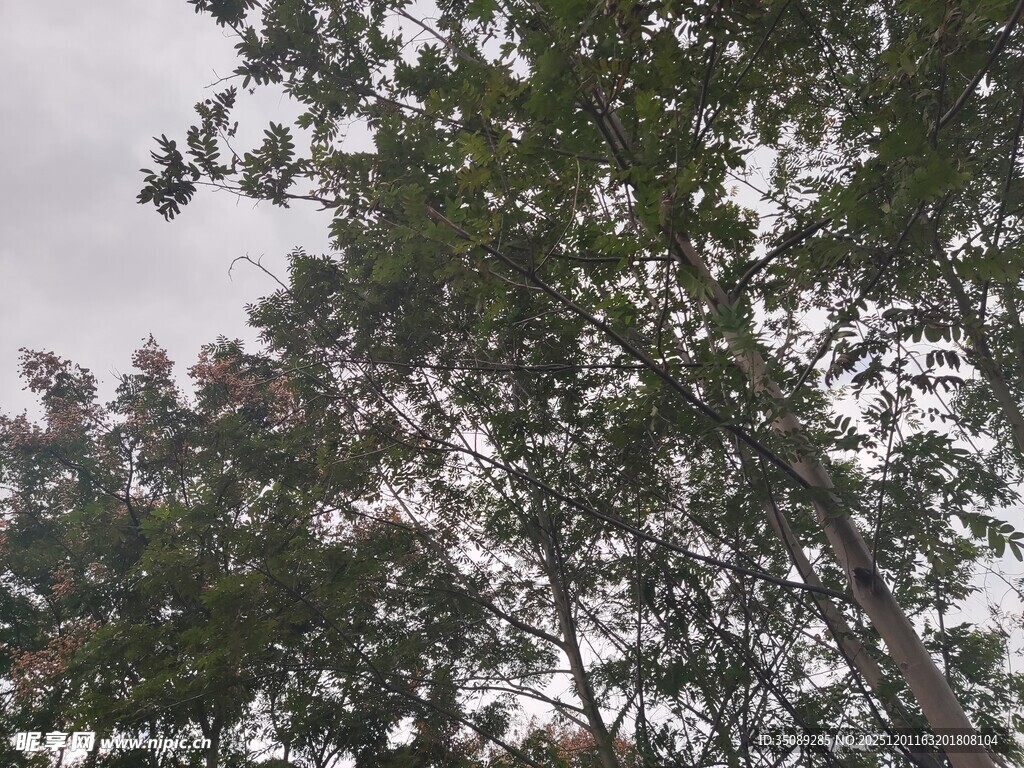 仰视茂密树林树冠景象