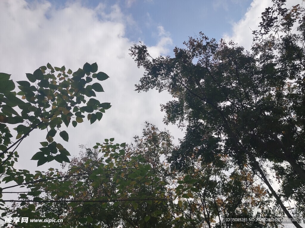 林间树梢上的天空景象