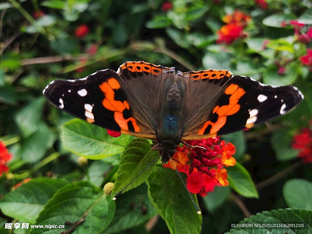 彩蝶停驻于艳红花朵上