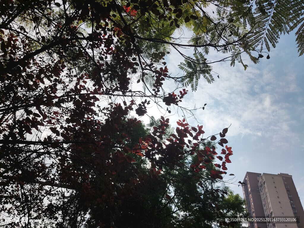 仰视绿树与高楼