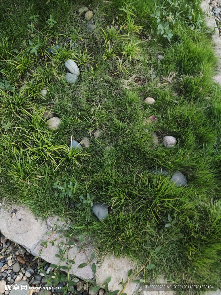 草地中的散落石头