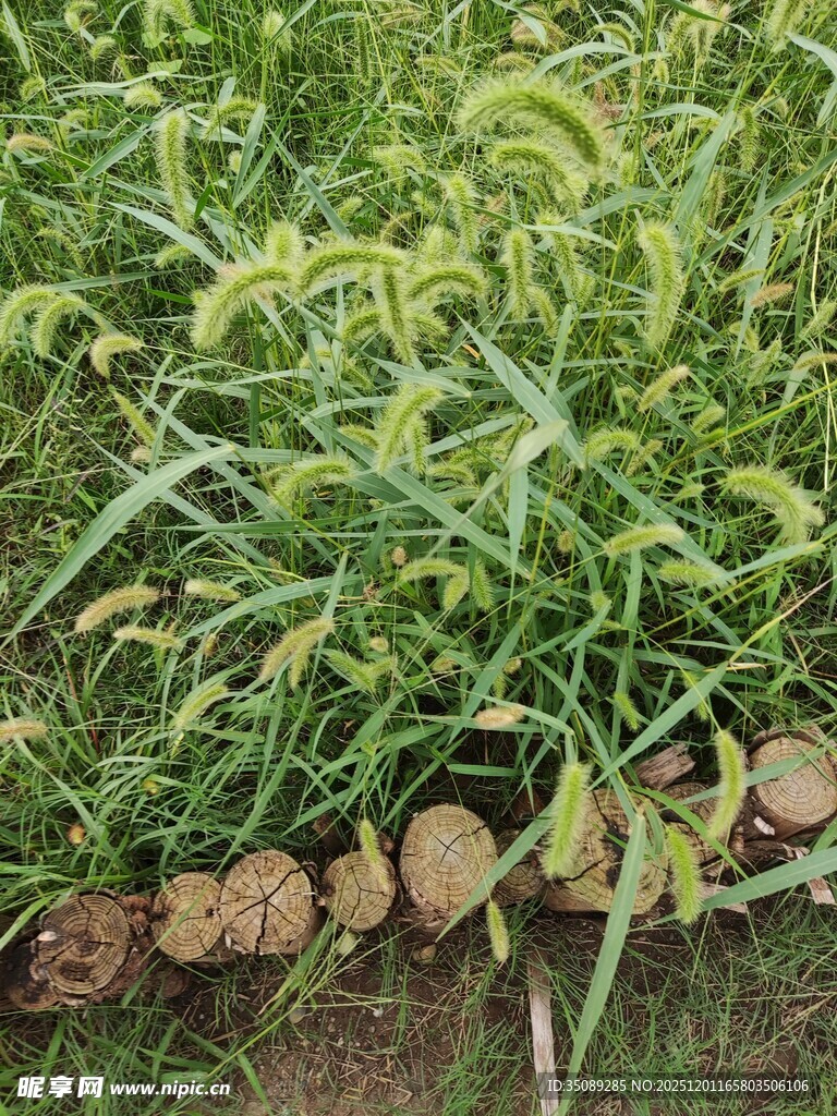 绿草间的石板小径