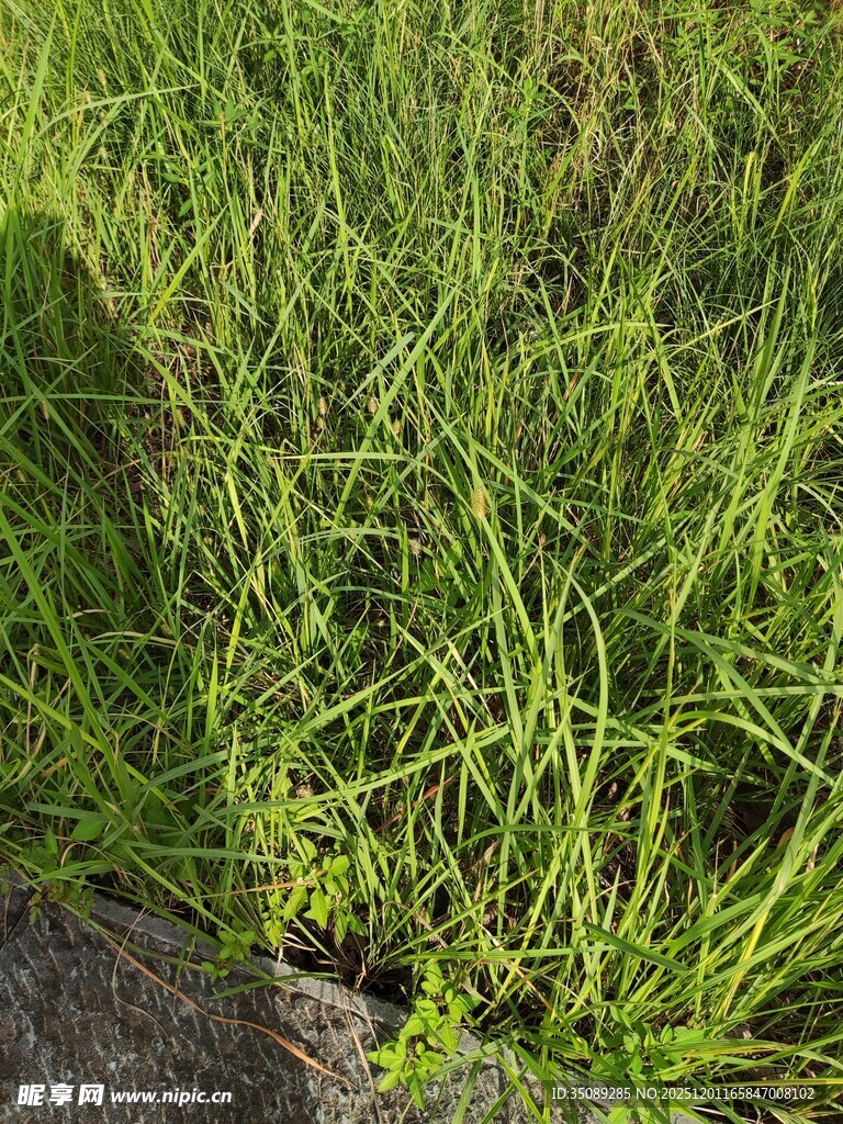 翠绿草地生机盎然