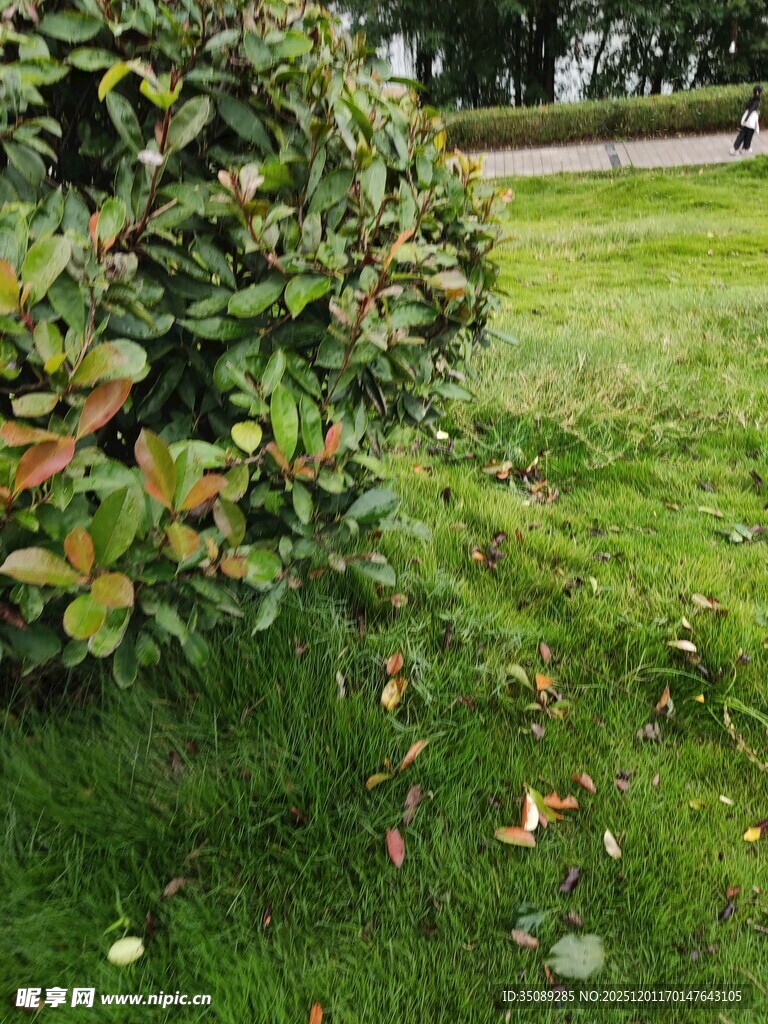 绿叶灌木旁的草地景象