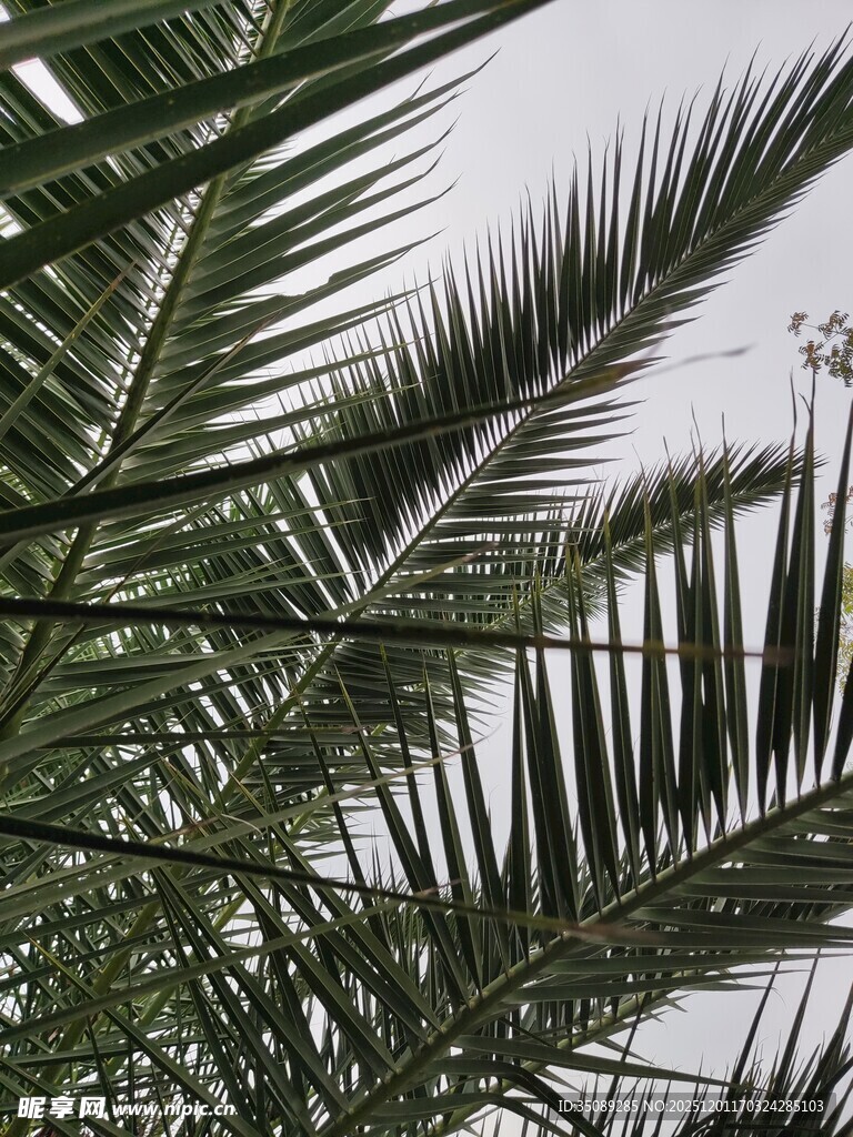 棕榈树叶特写