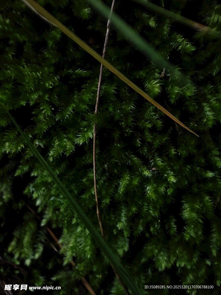 翠绿繁茂的苔藓植物