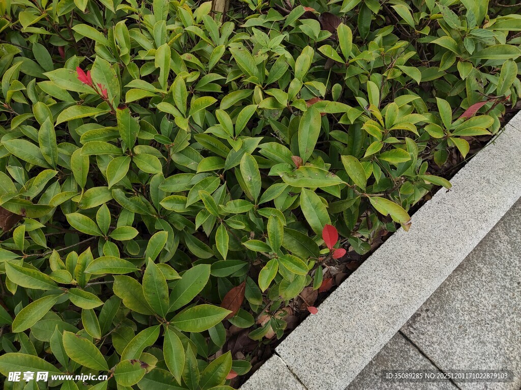 路边翠绿植物与红色小花