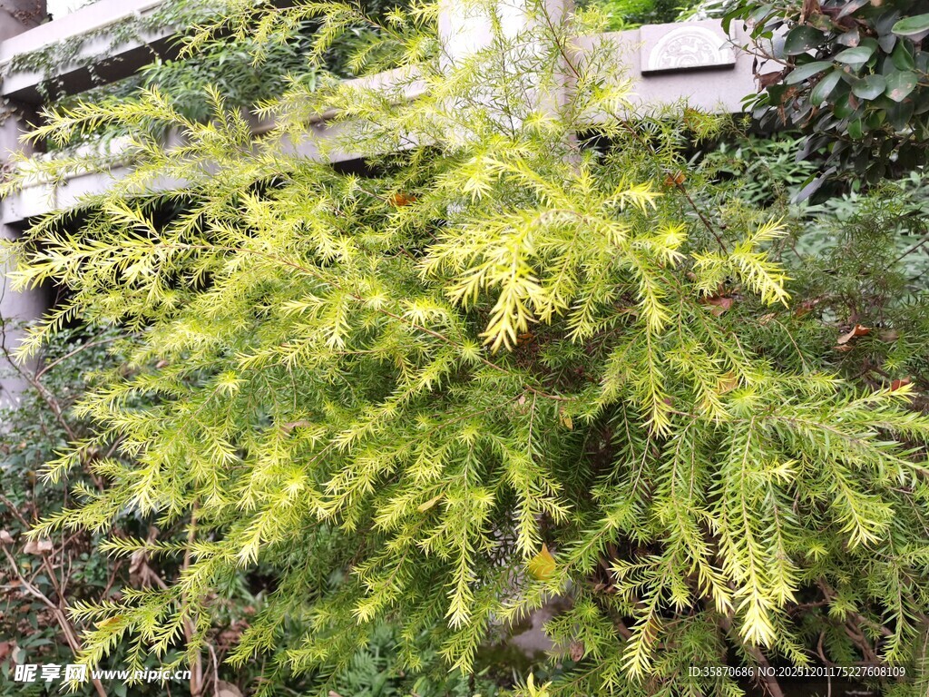 翠绿针叶植物特写