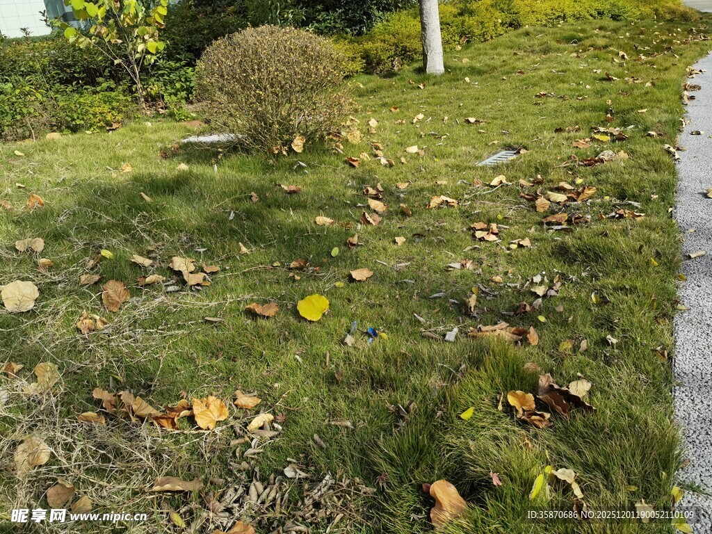 路边草地与灌木景观