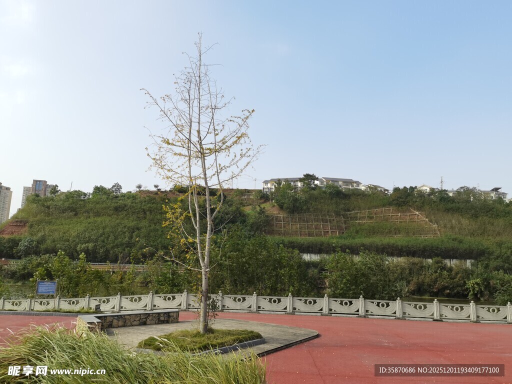 校园内的树木与红色步道